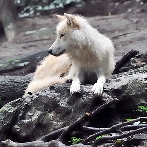 Arktischer Wolf