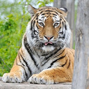 Sibirischer Tiger