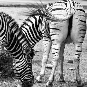 Damara Zebra