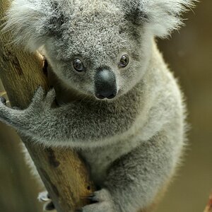 koala