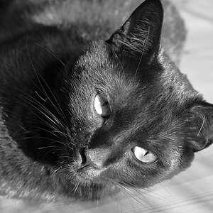 blackcat