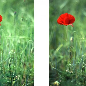 Mohn Vergleich