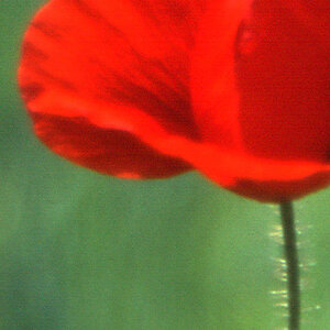 Mohn III