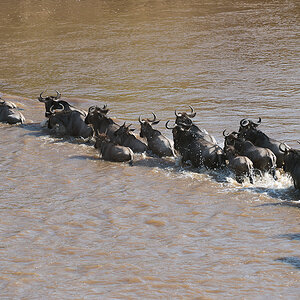 tanzania crossing2 nff 006