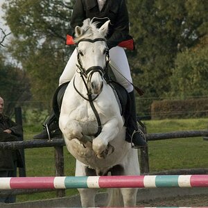 Springreiten 01