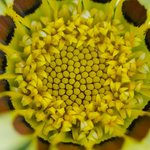 Flower 1