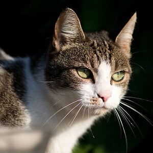 TOM