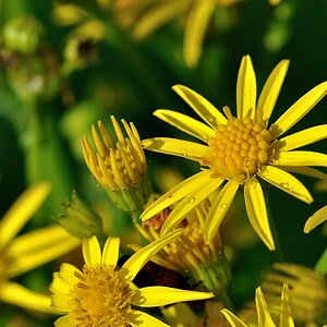 NFF Gelb in Gelb Blumen