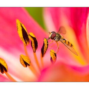 Schwebfliege (Epiyrphus balteatus)

Nikon D800, AF-S Micro-Nikkor f/2.8/ 105 mm, Nikon Speedlighte SB-910, Blende 1:11 bei 1/250 Sekunde.