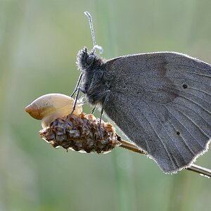 NFF Wiese II
