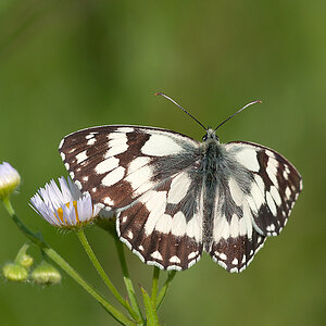 Schachbrettfalter 2012 06 30 02