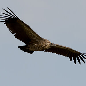 tanzania flug nff 001