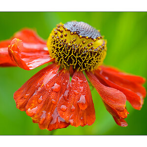 Blüte nach einem Regenschauer

Nikon D800, AF-S Micro-Nikkor f/2.8/ 105 mm, Nikon Speedlighte SB-910, Blende 1:8 bei 1/250 Sekunde.