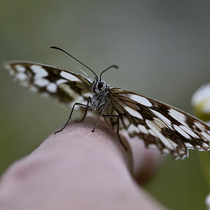 Fingerling