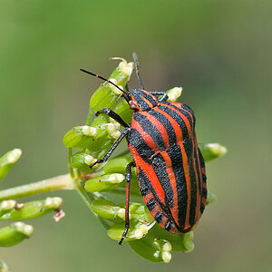 Wanze Streifen 2012 06 09 03