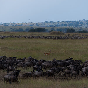 tanzania nord nff 001
