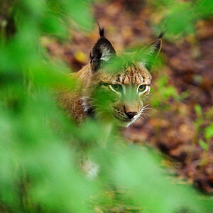 Luchs3