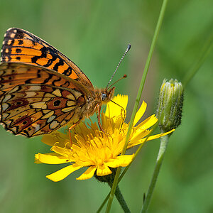 Scheckenfalter 2012 07 05 002