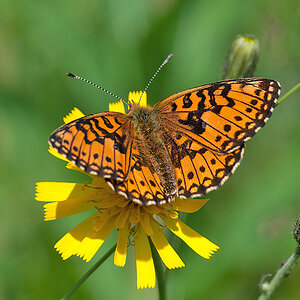Scheckenfalter 2012 07 05 003
