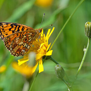 Scheckenfalter 2012 07 05 004