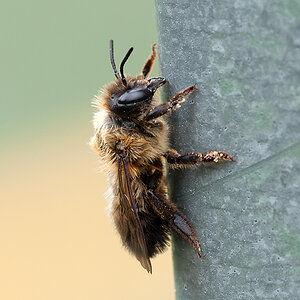 Biene 2012 07 06 04