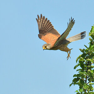 DSC 3041 Falke2 1000 p