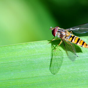 Schwebfliege beim Sonnenbaden