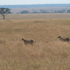 tanzania cats nff 002