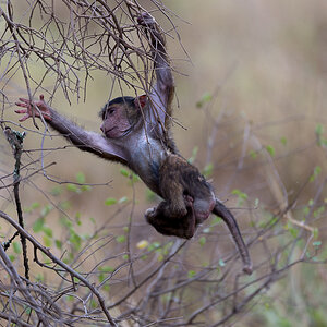 tanzania affe nff 002