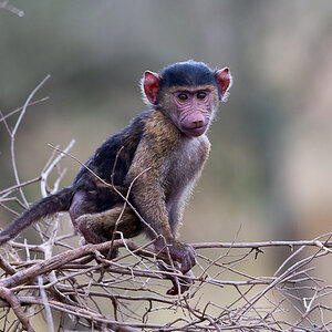 tanzania affe nff 003