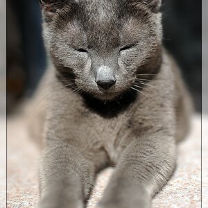 Zeigt her eure Katzen 
Galileo 03