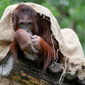 Orang Utan