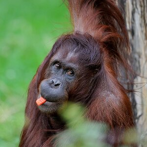 Orang Utan