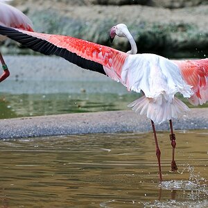 Rosa Flamingo