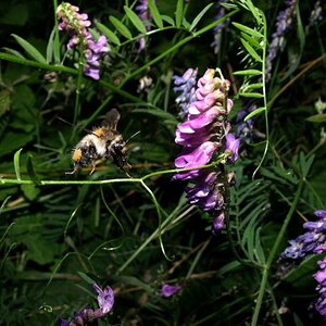 Biene. Fotografiert mit einer rein technisch unterlegenen Finepix S1500