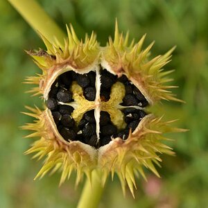 Blüte