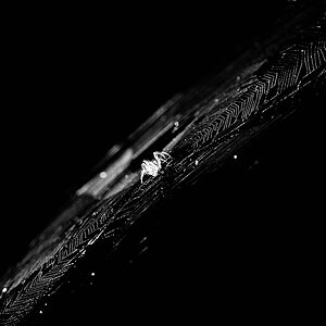 Spinne 2
