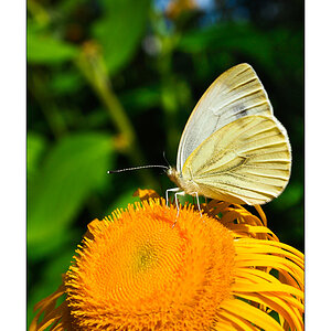 Kleiner Kohlweißling (Pieris rapae)