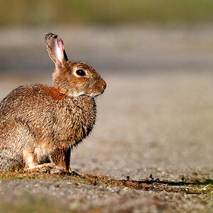 Kaninchen4601a