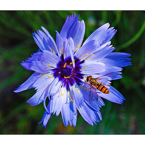 Schwebfliege (Epiyrphus balteatus)