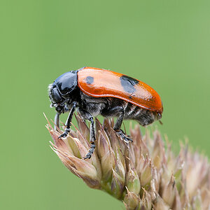 Ameisensackkäfer 2012 06 21 03