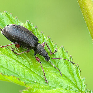 Käfer 2012 07 06 001