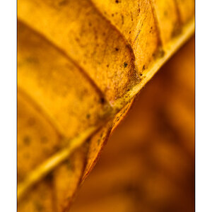 Nur ein Blatt