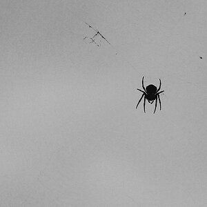 spinne 4