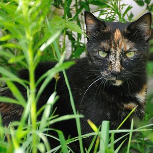 2012 07 08 5512  D300sA