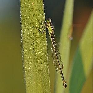 MER 7569