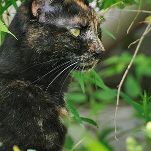 2012 07 08 5514  D300sA