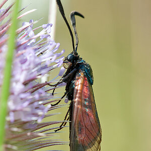 Widderchen 2012 08 05 01
