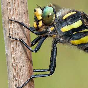 Quelljungfer gestreifte 2012 08 05 03