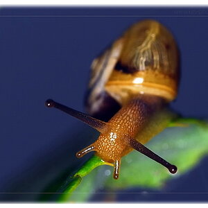schnecke